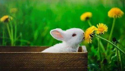 九游体育网站入口-卡普尔凭借稳定表现和突破力，让袋鼠队在比赛中占得先机，卡普尔什么意思